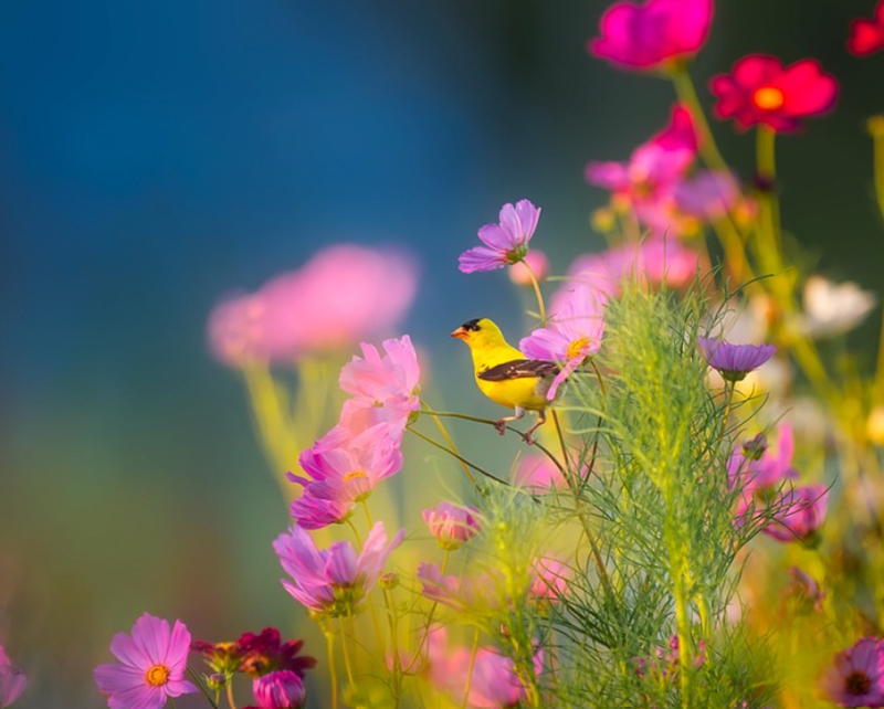 gul fugl der sidder på en stilk fra en blomst